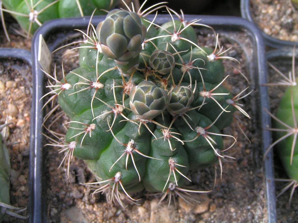 Gymnocalycium baldianum